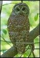 _7SB1818 barred owl